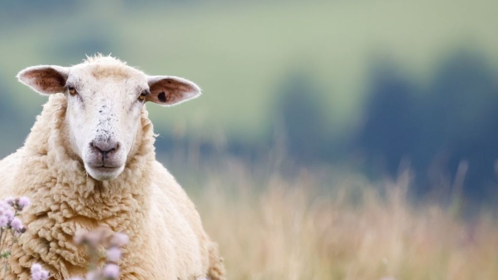 一隻羊的500世輪迴